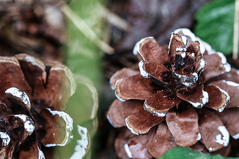 pinecone, pobūdį, makro, Maistas ir gėrimai, maisto, Iš arti, augalų, sutelkti dėmesį į naujas žinias, nėra žmonių, šviežumas, ruda, dieną, grožis gamtoje, žiemą, vaisiai, lapai, augalų dalis, lauke, sveika mityba, augimą, kamino, atrankinis dėmesys, spygliuočių medis, pagunda, 5K, CC0, Viešasis domenas, nemokamai