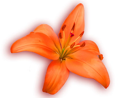 lelie, oranje, de lente, bloeien, bloesem, Open, geïsoleerd, versheid, bloem, bloeiende plant, Oranje kleur, uitknippen, fabriek, studio opname, bloeiwijze, schoonheid in de natuur, bloemhoofd, binnenshuis, witte achtergrond, detailopname, voedsel, bloemblad, eten en drinken, geen mensen, breekbaarheid, stuifmeel, 1080P, CC0, publiek domein, royaltyvrij