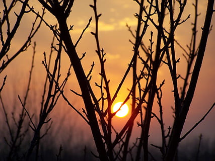 sol, træ gren, solnedgang, bladknopper, Kirsebærtræ, træ, himmel, skyer, natur, knopper, udsigt, grene, sollys, orange, lyserød, silhuet, skønhed i naturen, plante, ro, ingen mennesker, scenics - natur, afdeling, orange farve, bare træ, fokus på forgrunden, rolig scene, udendørs, lav vinkel visning, vækst, død plante, 1080P, CC0, offentligt domæne, royaltyfrie