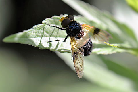 selectiv, focalizare fotografie, albină, cocoțat, verde, plante de frunze, pădure schwebfliege, insectă, a zbura, hover fly, aripă, nevertebrat, animale tematice, animal, animale sălbatice, animale în sălbăticie, un animal, a închide, animal aripă, să se concentreze asupra primelor elemente, frumusețe în natură, natură, frunze, parte a plantelor, plantă, macro, nici o persoana, în aer liber, fragilitate, fluture - insectă, polenizare, cap de floare, 2K, CC0, domeniu public, fără drepturi de autor
