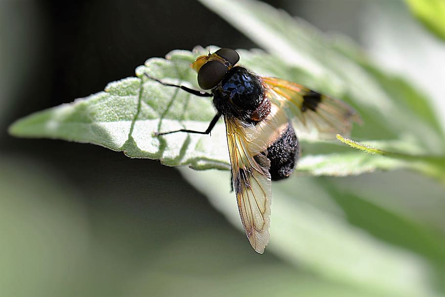 selektiv, fokus fotografie, Biene, thront, Grün, Blatt Pflanze, wald schwebfliege, Insekt, fliegen, Schwebeflug, Flügel, wirbellos, Tierthemen, Tier, Tierwelt, Tiere in freier Wildbahn, ein Tier, Nahansicht, Tierflügel, Fokus auf den Vordergrund, Schönheit in der Natur, Natur, Blatt, Pflanzenteil, Pflanze, Makro, keine Leute, draußen, Zerbrechlichkeit, Schmetterling - Insekt, Bestäubung, Blütenkopf, 2K