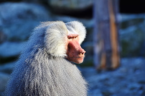 baboon monkey, baboon, monkey, primate, creature, grey, animal, nature, zoo, tiergarten, wildlife photography, climb, tierpark hellabrunn, mammal, one animal, animal wildlife, animals in the wild, focus on foreground, vertebrate, animal hair, no people, animal body part, hair, close-up, portrait, day, depression - sadness, white hair, 5K, CC0, public domain, royalty free