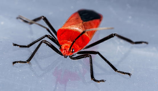 scarafaggio, coleottero rosso, insetto, macro, natura, rosso, avvicinamento, animale, temi animali, invertebrato, un animale, fauna selvatica, animali allo stato selvatico, nessuno, parte del corpo animale, lunghezza intera, all'aperto, arto, inverno, antenna animale, gamba animale, ingrandimento, 4K, CC0, dominio pubblico, privo di copyright