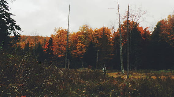brown, trees, cloudy, skies, maple trees, beside, bare, daytime, forest, fall, tree, autumn, nature, foilage, landscape, grass, plant, change, beauty in nature, tranquility, land, tranquil scene, no people, orange color, growth, sky, scenics - nature, non-urban scene, day, outdoors, idyllic, natural condition, 4K, CC0, public domain, royalty free