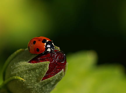 ladybug, insect, beetle, nature, leaf, plant, summer, close, color, garden, background, animal wildlife, invertebrate, animal themes, animal, one animal, animals in the wild, red, close-up, spotted, plant part, no people, green color, focus on foreground, day, outdoors, small, 2K, CC0, public domain, royalty free