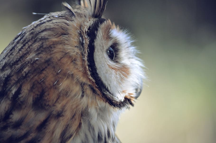 tæt, fotografering, Brun, ugle, fugl, hoved, ansigt, dyreliv, dyr, fjer, natur, fjerdragt, klog, visdom, portræt, ser, leder, et dyr, dyre temaer, dyr i naturen, hvirveldyr, tæt på, rovfugl, dyr kropsdel, fokus på forgrunden, ingen mennesker, dag, dyr hoved, næb, udendørs, øje, dyr øje, profilvisning, 1080P