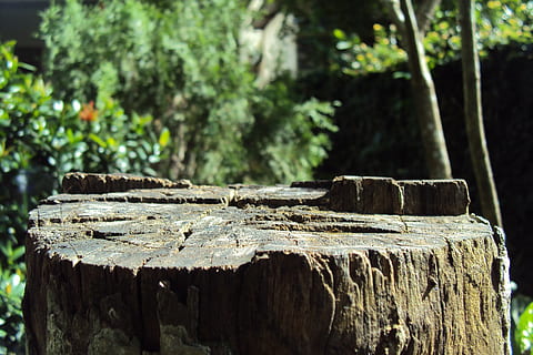 Log, Baum, Baum fällen, alter Baum, getrockneter Baumstamm, Makroeffekt, Garten, Holz, altes Holz, Baumschnitt, Borke, Kofferraum, Baumstamm, Sri Lanka, Holz - Material, Natur, Wald, Brett, draußen, Fokus auf den Vordergrund, Pflanze, keine Leute, Tag, Nahansicht, Sonnenlicht, texturiert, Baumstumpf, Land, Bauholz, solide, Ruhe, 2K, CC0, gemeinfrei, lizenzfrei