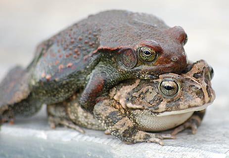 kodok, katak, perkawinan, persetubuhan, fauna, jenis, amfibi, merapatkan, alam, reptil, satwa liar hewan, satu binatang, bertulang belakang, kadal, binatang di alam liar, tidak ada orang, potret, hari, fokus pada latar depan, bagian tubuh hewan, di luar rumah, iguana, skala hewan, 1080P, CC0, domain publik, bebas royalti