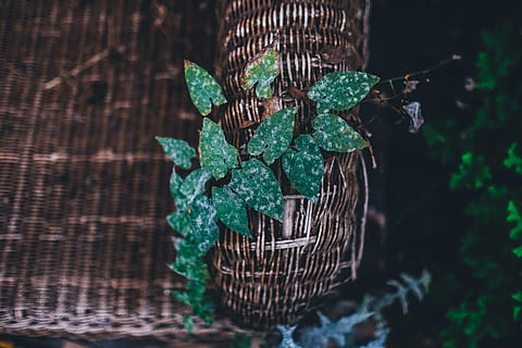 abstract, art, color, container, dark, decoration, design, leaves, pattern, texture, nature, green color, leaf, plant part, plant, no people, growth, close-up, day, selective focus, basket, tree, focus on foreground, wood - material, outdoors, high angle view, freshness, beauty in nature, bark, 2K, CC0, public domain, royalty free