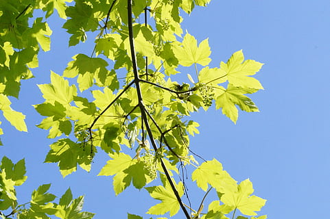 kann, Licht und Schatten, Ahorn, Baum, Ast, Geäst, Blätter, Ahornblätter, Himmel, durchscheinen, saftig, Frühling, Pflanze, Gelb, Blatt, Pflanzenteil, Wachstum, Flachwinkelansicht, Natur, Schönheit in der Natur, keine Leute, Blau, grüne Farbe, klarer Himmel, draußen, Sonnenlicht, Tag, Frische, Nahansicht, Ahornblatt, direkt darunter, 5K, CC0, gemeinfrei, lizenzfrei