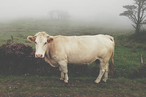 bianca, bestiame, campo d'erba, giorno, vicino, foto, erba, campo, avvicinamento, mucca, agricoltura, scena rurale, azienda agricola, animale, natura, pascolo, prato, all'aperto, bovini domestici, mammifero, Cascina, temi animali, animali domestici, un animale, domestico, nebbia, pianta, vertebrato, terra, albero, in piedi, nessuno, erbivoro, 2K, CC0, dominio pubblico, privo di copyright