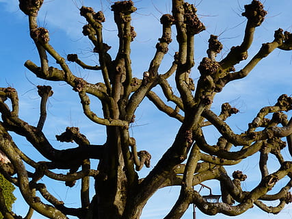 avió, arbre, tribu, branca, kahl, truncar, beschnitten, cel, blau, branques, planta, vista d’angle baix, naturalesa, cap gent, creixement, tronc, tronc de l'arbre, bellesa a la natura, dia, tranquil·litat, a l'aire lliure, cel clar, arbre nu, material de fusta, cactus, planta suculenta, enredat, 4K, CC0, domini públic, lliure de regalies
