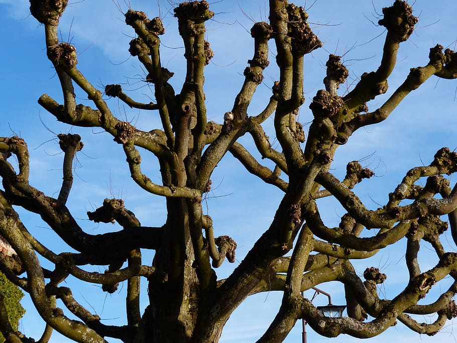 avió, arbre, tribu, branca, kahl, truncar, beschnitten, cel, blau, branques, planta, vista d’angle baix, naturalesa, cap gent, creixement, tronc, tronc de l'arbre, bellesa a la natura, dia, tranquil·litat, a l'aire lliure, cel clar, arbre nu, material de fusta, cactus, planta suculenta, enredat, 4K