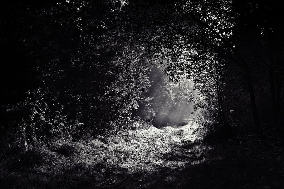 fotografia en escala de grisos, paviment, cobert, arbres, boscos, Camí, bosc, fosc, nit, llum, fantasmal, ruta, fullatge, medi ambient, misteri, misteriós, sendera, encantat, naturalesa, arbre, blanc i negre, paisatge, a l'aire lliure, planta, terra, creixement, cap gent, tranquil·litat, dia, bellesa a la natura, escena no urbana, el camí a seguir, direcció, escena tranquil·la, escenics - natura, arquitectura, 1080P