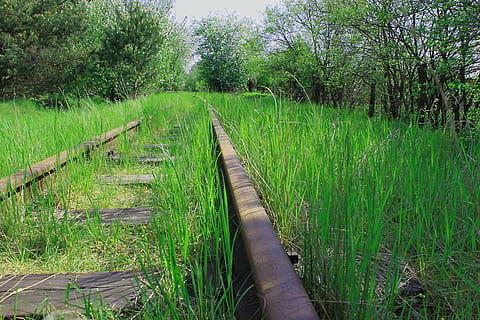 stopy, les, zelená, jaro, vegetace, tráva, rostlina, růst, zelená barva, Příroda, přistát, krajina, pole, strom, den, nikdo, klid, životní prostředí, směr, krása v přírodě, klidné scény, venkovské scény, cesta vpřed, zemědělství, venku, dráha, perspektiva, dlouho, 4K, CC0, veřejná doména, bez autorských práv