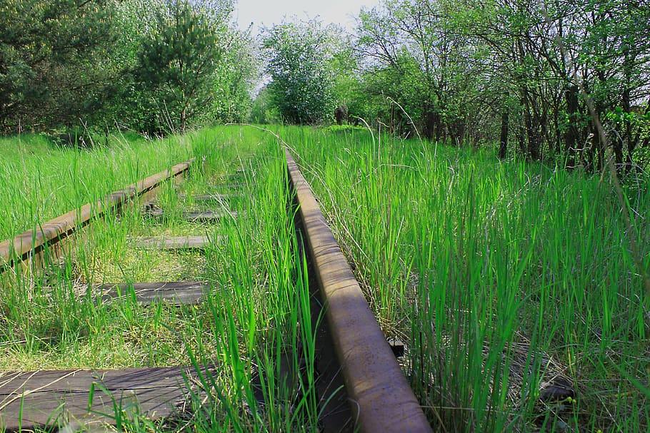 stopy, les, zelená, jaro, vegetace, tráva, rostlina, růst, zelená barva, Příroda, přistát, krajina, pole, strom, den, nikdo, klid, životní prostředí, směr, krása v přírodě, klidné scény, venkovské scény, cesta vpřed, zemědělství, venku, dráha, perspektiva, dlouho, 4K