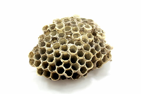 abella, rusc, mel, insecte, treballar, raça, abella, rusc, volar, cera, natural, registre, dieta, orgànic, pinta, groc, esmorzar, estiu, cera d'abelles, estudiós, gent, pròpolis, brat, medicina, temporada, pol·linitzant, pol·len, colònia d’abelles, emsig, apicultura, jove, escola, drones, mel d'abella, salut, naturalesa, detall, menjar, abelles melífiques, animal, bresca, hexàgon, patró, primer pla, forma, patró natural, tir de l'estudi, cap gent, forma geomètrica, a l'interior, disseny, sec, temes d'animals, fons blanc, marró, condició natural, 2K, CC0, domini públic, lliure de regalies