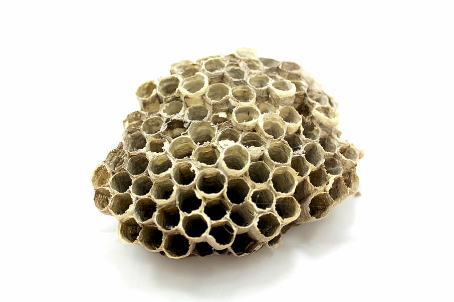abella, rusc, mel, insecte, treballar, raça, abella, rusc, volar, cera, natural, registre, dieta, orgànic, pinta, groc, esmorzar, estiu, cera d'abelles, estudiós, gent, pròpolis, brat, medicina, temporada, pol·linitzant, pol·len, colònia d’abelles, emsig, apicultura, jove, escola, drones, mel d'abella, salut, naturalesa, detall, menjar, abelles melífiques, animal, bresca, hexàgon, patró, primer pla, forma, patró natural, tir de l'estudi, cap gent, forma geomètrica, a l'interior, disseny, sec, temes d'animals, fons blanc, marró, condició natural, 2K