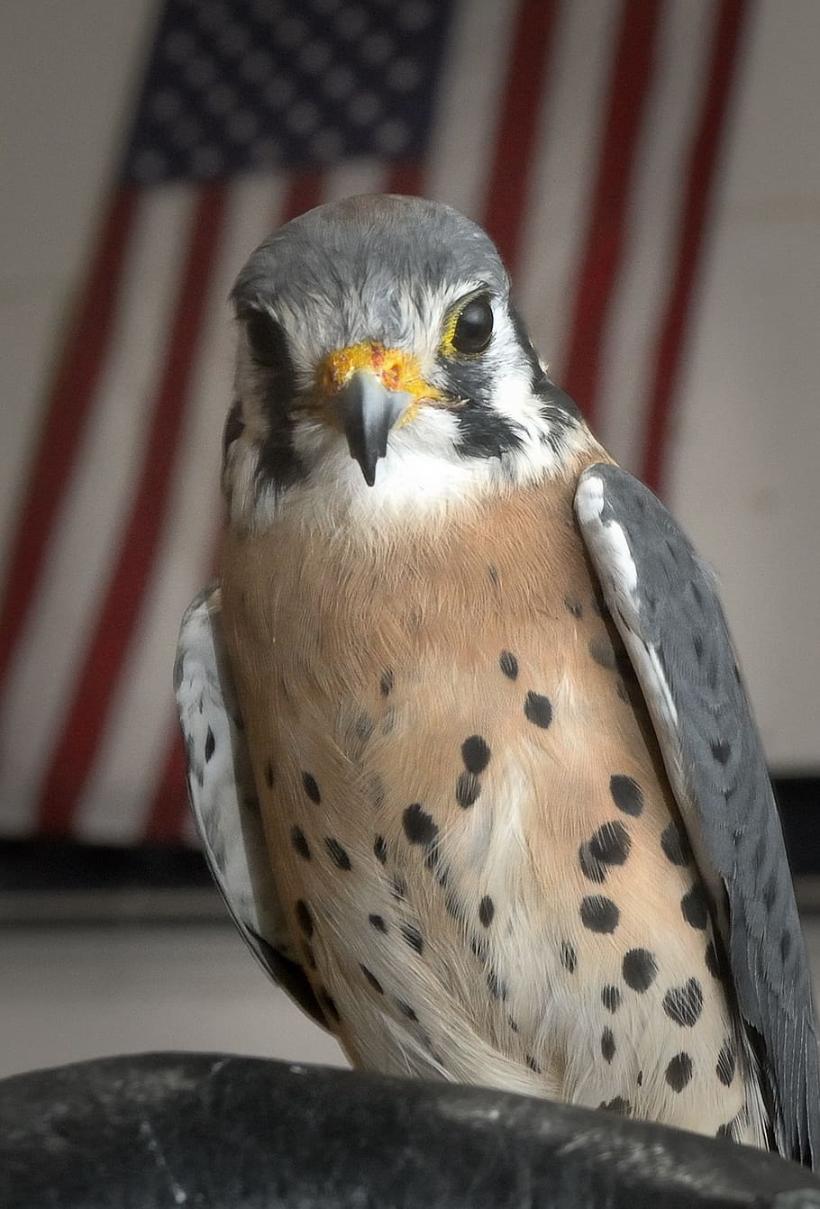 gheppio, falco, uccello, macro, avvicinamento, bellissimo, fauna selvatica, vertebrato, animali allo stato selvatico, un animale, uccello rapace, concentrarsi sulle conoscenze acquisite, in casa, ritratto, nessuno, guardando la fotocamera, giorno, becco, animali in cattività, interno di casa, appollaiati, occhi gialli, occhio animale, aquila, falco - uccello, 2K