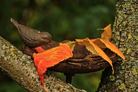fall, trough, bird, leaf, tree, garden, belgium, orange, plant, nature, animal wildlife, animal themes, animals in the wild, close-up, focus on foreground, no people, animal, plant part, day, branch, beauty in nature, outdoors, one animal, vertebrate, growth, selective focus, change, leaves, 5K, CC0, public domain, royalty free