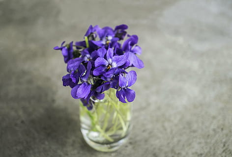 violette, viola, fiore, primavera, macro, natura, giardino, pianta, pianta fiorita, fragilità, bellezza nella natura, vulnerabilità, freschezza, avvicinamento, petalo, testa di fiore, nessuno, vaso, infiorescenza, vetro - materiale, acqua, concentrarsi sulle conoscenze acquisite, tavolo, all'aperto, composizione floreale, 4K, CC0, dominio pubblico, privo di copyright