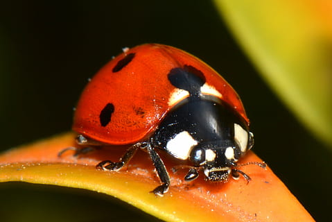 kateteris ant lapo, Boružė, pobūdį, klaida, gyvūnų temos, gyvūnams, vabzdys, gyvūnas, vienas gyvūnas, gyvūnų gyvūnija, bestuburiai, Iš arti, vabalas, nėra žmonių, sutelkti dėmesį į naujas žinias, pastebėtas, oranžinė spalva, makro, dieną, juoda spalva, raudona, lauke, juodas fonas, gyvūnų akis, 1080P, CC0, Viešasis domenas, nemokamai