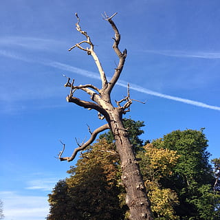 boom, bossen, boomstam, romp, droog, vallen, herfst, gebladerte, bladerloos, tak, bos-, fabriek, hemel, dag, groei, lage hoekweergave, wolk - lucht, natuur, blauw, geen mensen, kalmte, schoonheid in de natuur, scenics - natuur, kale boom, rustige scène, buitenshuis, zonlicht, dode plant, dampspoor, 1080P, CC0, publiek domein, royaltyvrij