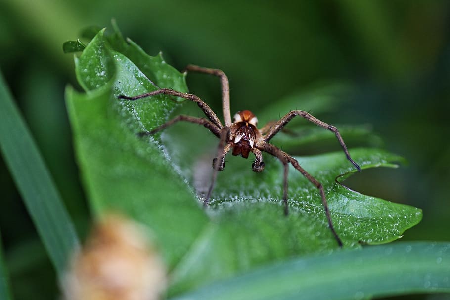 aràcnids, insecte, aranya, tancar, arachne, cames, full, part de la planta, fauna animal, animal, invertebrat, un animal, primer pla, temes d'animals, enfocament selectiu, animals a la natura, naturalesa, planta, color verd, cap gent, dia, part del cos dels animals, a l'aire lliure, petit, 4K