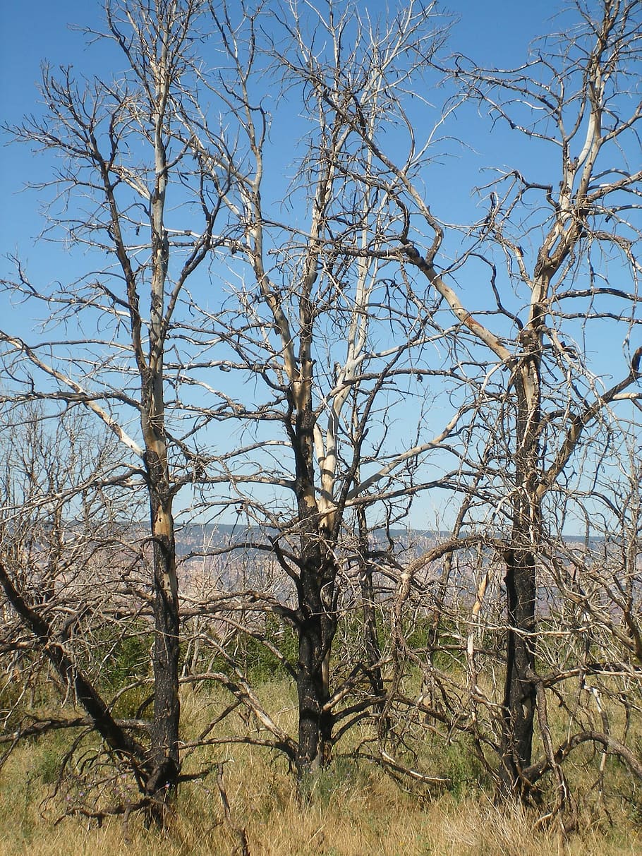 copaci, natură, vechi, trompă, mort, Trei, arbore gol, zi, nici o persoana, copac, în aer liber, plantă, cer, ramură, liniște, teren, frumusețe în natură, vedere unghiulară joasă, scenice - natura, trunchi de copac, creştere, scenă non-urbană, o scenă liniștită, lumina soarelui, planta moartă, arid clima, 2K