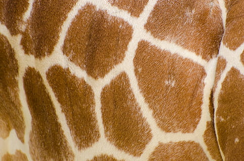 beige, marrón, piel de jirafa, piel, modelo, perfil, aislado, cuello, tropical, mamífero, blanco, manchas, cabeza, camelopardalis, África, uno, de cerca, retrato, linda, gracioso, jirafa, alto, dromedario, africano, con cuernos, herbívoro, cara, llanura, largo, boca, temas de animales, un animal, animal, fotograma completo, fauna animal, nadie, Pelo animal, piel de animal, antecedentes, parte del cuerpo del animal, animales en la naturaleza, animales domesticos, vertebrado, marcas de animales, pelo, naturaleza, cabeza de animal, 1080P, CC0, dominio público, libre de derechos