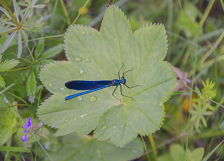Libelle, Blatt, Sommer-, Makro, Blätter, Gras, Natur, Grüns, Nahansicht, Pflanze, Insekt, hell, rosa, blaue Libelle, lebende Natur, wirbellos, Pflanzenteil, grüne Farbe, Tierthemen, Tier, Tiere in freier Wildbahn, ein Tier, Tierwelt, Wachstum, Tierflügel, Schönheit in der Natur, Tag, keine Leute, Damselfly, Blume, draußen, lila, Schmetterling - Insekt, 4K, CC0, gemeinfrei, lizenzfrei
