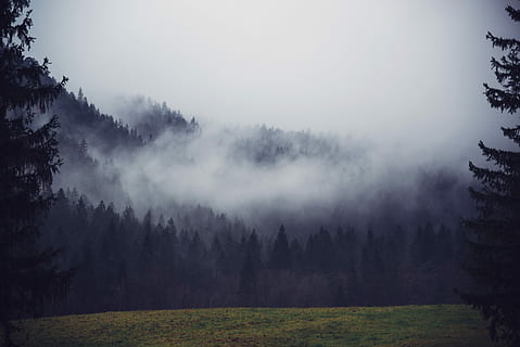 fyrretræer, dækket, tåge, overskyet, himmel, silhuet foto, træer, træ, Skov, clearing, landskab, udendørs, dyster, åbning, parkere, natur, bjerg, Sky, fyrretræ, plante, jord, ro, skønhed i naturen, rolig scene, miljø, ingen mennesker, scenics - natur, ikke-urbane scene, vækst, græs, fyrreskov, nåletræ, 5K, CC0, offentligt domæne, royaltyfrie