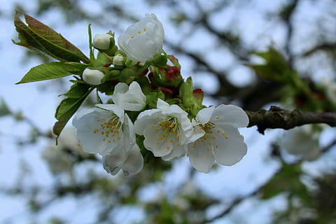 flors blanques, cirera, trist, primavera, arbres en flor, arbres fruiters, flor, branca, naturalesa, arbre en flor, planta, planta amb flors, bellesa a la natura, fragilitat, vulnerabilitat, frescor, creixement, arbre, primer pla, Color blanc, centrar-se en primer pla, pètal, dia, arbre fruiter, cap gent, cap de flor, a l'aire lliure, pol·len, flor de cirerer, cirerer, Ram de flors, 5K, CC0, domini públic, lliure de regalies