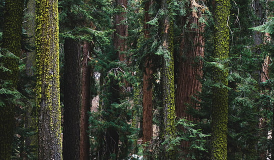foto de paisatge, bosc, arbres molsats, senderisme, arbre, troncs, heura, a l'aire lliure, californium, Parc Nacional, sequoia, planta, tronc, tronc de l'arbre, creixement, terra, bellesa a la natura, tranquil·litat, naturalesa, dia, cap gent, color verd, escena tranquil·la, escenics - natura, escena no urbana, idíl·lic, remot, escorça, selva tropical, 4K, CC0, domini públic, lliure de regalies