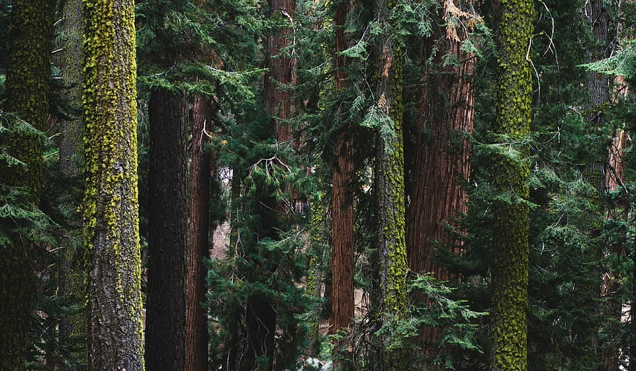 foto de paisatge, bosc, arbres molsats, senderisme, arbre, troncs, heura, a l'aire lliure, californium, Parc Nacional, sequoia, planta, tronc, tronc de l'arbre, creixement, terra, bellesa a la natura, tranquil·litat, naturalesa, dia, cap gent, color verd, escena tranquil·la, escenics - natura, escena no urbana, idíl·lic, remot, escorça, selva tropical, 4K
