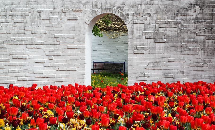 giardino, rosso, foto di fiori petalo, fiori, foto, tulipani, primavera, fioritura, fiorire, fiore, porta, parete, apertura, all'aperto, giorno, fragilità, pianta, pianta fiorita, crescita, freschezza, natura, bellezza nella natura, vulnerabilità, architettura, struttura costruita, nessuno, esterno dell'edificio, caratteristica della parete, petalo, tulipano, testa di fiore, 4K