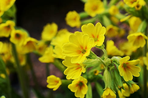 fiori rosa e rosso primula, fioritura, vicino, foto, primula, primavera, giallo, primula primaverile, fiore appuntito, Veris, giardino, fiori, primula veris, alta primula, fiore, pianta fiorita, pianta, bellezza nella natura, freschezza, fragilità, avvicinamento, vulnerabilità, petalo, infiorescenza, testa di fiore, crescita, natura, concentrarsi sulle conoscenze acquisite, nessuno, all'aperto, messa a fuoco selettiva, bellezza, 4K, CC0, dominio pubblico, privo di copyright
