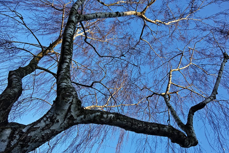 bedoll, branca, arbre nu, arbre d’hivern, caducifoli, embolic, embolic de branques, cels blaus, arbre, planta, vista d’angle baix, naturalesa, tronc, cel, tronc de l'arbre, cap gent, dia, blau, tranquil·litat, bellesa a la natura, a l'aire lliure, creixement, cel clar, marc complet, fons, escenics - natura, directament a sota, copa de l'arbre, 5K