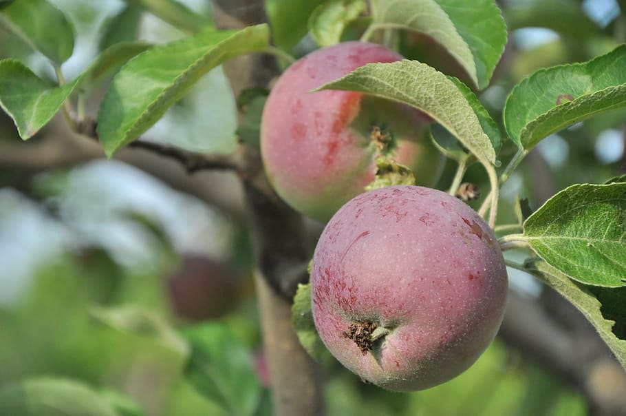 Apfel, Garten, Baum, Apfelbaum, reif, Obst, Äpfel auf einem Ast, fruchtiger Garten, Lebensmittel, Essen und Trinken, gesundes Essen, Blatt, Pflanzenteil, Frische, Wachstum, Nahansicht, Pflanze, Wohlbefinden, Fokus auf den Vordergrund, Natur, grüne Farbe, keine Leute, Tag, Obstbaum, Landwirtschaft, draußen, lila, 4K