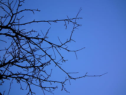 Baum, Schatten, Himmelblau, Natur, Himmel, Blau, blauer Himmel, Ast, draußen, Hintergründe, Wald, kahler Baum, klarer Himmel, keine Leute, Flachwinkelansicht, Pflanze, Silhouette, Tag, Schönheit in der Natur, Ruhe, hocken, Dämmerung, Wachstum, Wirbeltier, Vogel, Vogelschwarm, 2K, CC0, gemeinfrei, lizenzfrei