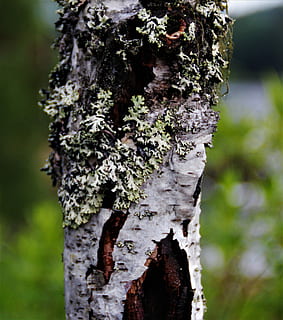 image digne d'un arbre, demander, ;), sélectif, photographie de mise au point, tronc d'arbre, arbre, mousse, écorce, forêt, photographie de nature, tronc, plante, fermer, la nature, se concentrer sur le premier plan, texturé, journée, écorce végétale, croissance, en plein air, personne, rugueux, modèle, terre, bois - matériau, lichen, effet texturé, bois de pin, condition naturelle, 2K, CC0, domaine public, libre de droits