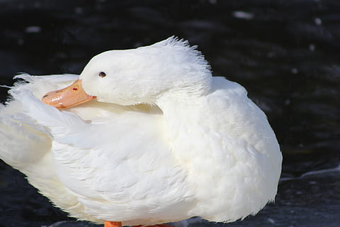 ànec, esquena, coll, cap, ocell, animals a la natura, fauna animal, Color blanc, vertebrats, un animal, primer pla, centrar-se en primer pla, cap gent, dia, naturalesa, part del cos dels animals, aigua, llac, bellesa a la natura, preening, 5K, CC0, domini públic, lliure de regalies