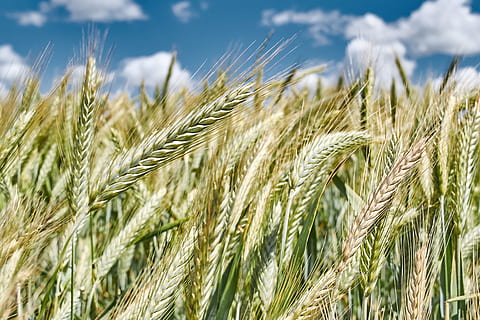 wheat, bread, cereal, straw, rye, agriculture, crop, cereal plant, field, rural scene, plant, landscape, growth, farm, land, sky, nature, barley, close-up, environment, no people, beauty in nature, food, cloud - sky, outdoors, rye - grain, ripe, 5K, CC0, public domain, royalty free