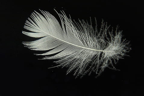 foto de plomes blanques, baixar, ploma, lleuger, volar, lleugerament, flotar, plomes d’ocells, blanc, fons negre, tir de l'estudi, vulnerabilitat, fragilitat, suavitat, cap gent, naturalesa, primer pla, bellesa a la natura, sol objecte, a l'interior, natura morta, Color blanc, senzillesa, planta, patró, Wispy, innocència, 1080P, CC0, domini públic, lliure de regalies