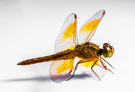 galben, maro, libelulă, insectă, închide, animal, natură, animal aripă, a închide, macro, animale sălbatice, animale tematice, nevertebrat, un animal, animale în sălbăticie, partea corpului animalului, nici o persoana, frumusețe în natură, studio shot, fundal alb, lungime totală, zoologie, fluture - insectă, 2K, CC0, domeniu public, fără drepturi de autor