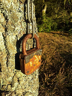 castel, inoxidabil, mai mare, ruginite, protecţie, Siguranță, agăţat, metal, blocare, lacăt, Securitate, zi, nici o persoana, a închide, ruginit, în aer liber, natură, să se concentreze asupra primelor elemente, vechi, copac, detaliu, plantă, teren, trompă, 2K, CC0, domeniu public, fără drepturi de autor