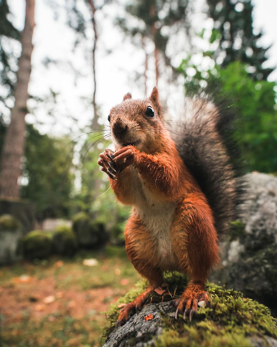 photographie de la faune, marron, écureuil, permanent, gris, Roche, en mangeant, rouge, forêt, des bois, animal, sauvage, brosse, queue, les griffes, arbre, Finlande, de plein air, la nature, bokeh, thèmes animaux, la faune des animaux, mammifère, animaux à l'état sauvage, un animal, se concentrer sur le premier plan, vertébré, rongeur, journée, aliments, personne, plante, Nourriture et boisson, écrou, en plein air, bouche ouverte, 4K