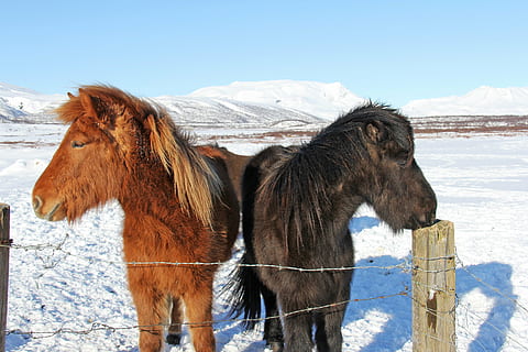 wunderschönen, einzigartig, süß, ungerade, isländisch, pferde, Reykjavik, Island, Europa, Skandinavien, Reise, kalt, Weiß, Winter, Säugetier, Tierthemen, Tier, Schnee, Vieh, kalte Temperatur, Haustiere, inländisch, Pferd, Berg, Natur, Tierwelt, Himmel, Gruppe von Tieren, Stehen, Wirbeltier, Land, Haar, keine Leute, pflanzenfressend, draußen, schneebedeckter Berg, Tierkopf, 2K, CC0, gemeinfrei, lizenzfrei