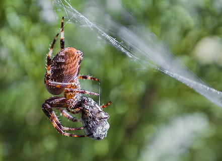 aranha, rede, perto, inseto, come, abelha, comer, teia de aranha, focar em primeiro plano, natureza, temas animais, dia, ao ar livre, invertebrado, animais em estado selvagem, fechar-se, animal, animais selvagens, artrópode, aracnídeo, ninguém, um animal, plantar, sobrevivência, 4K, CC0, domínio público, royalty free