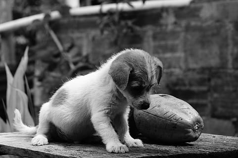 fauna, ulloa, risaralda, Kolumbie, jednoho zvířete, Pes, zvířat, zvíře, domácí mazlíčci, venku, savec, domácí, psí, domácí zvířata, relaxace, obratlovců, zaměřit se na popředí, míč, den, nikdo, koukal, sport, hledá, sedící, 4K, CC0, veřejná doména, bez autorských práv